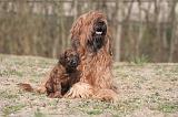 BRIARD 183
